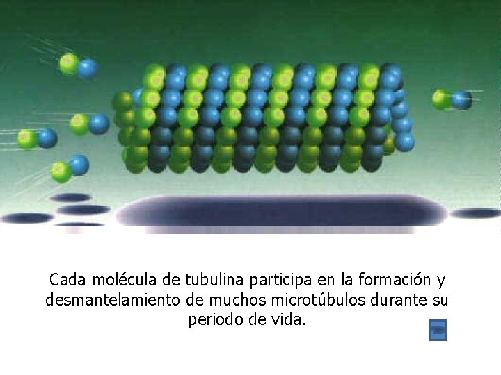 Cada molécula de tubulina participa en la formación y desmantelamiento de muchos microtúbulos durante