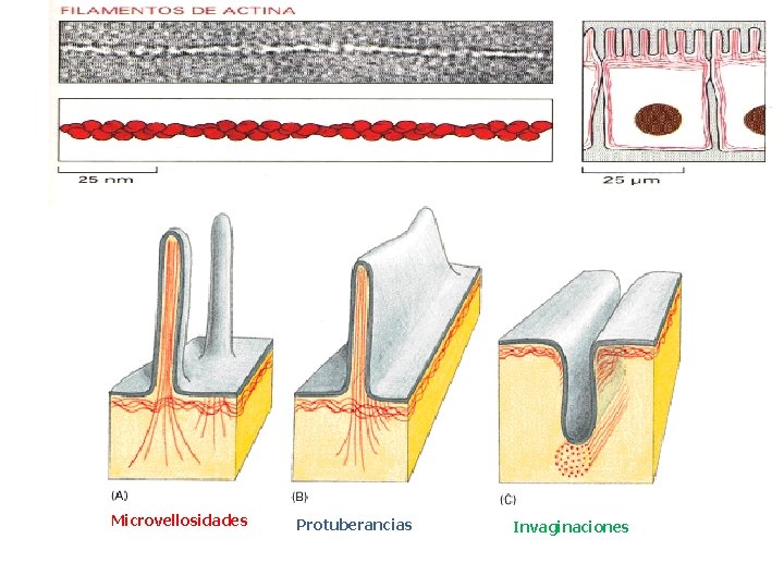 Microvellosidades Protuberancias Invaginaciones 