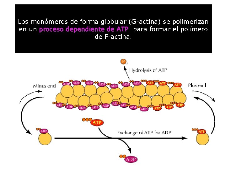 Los monómeros de forma globular (G-actina) se polimerizan en un proceso dependiente de ATP