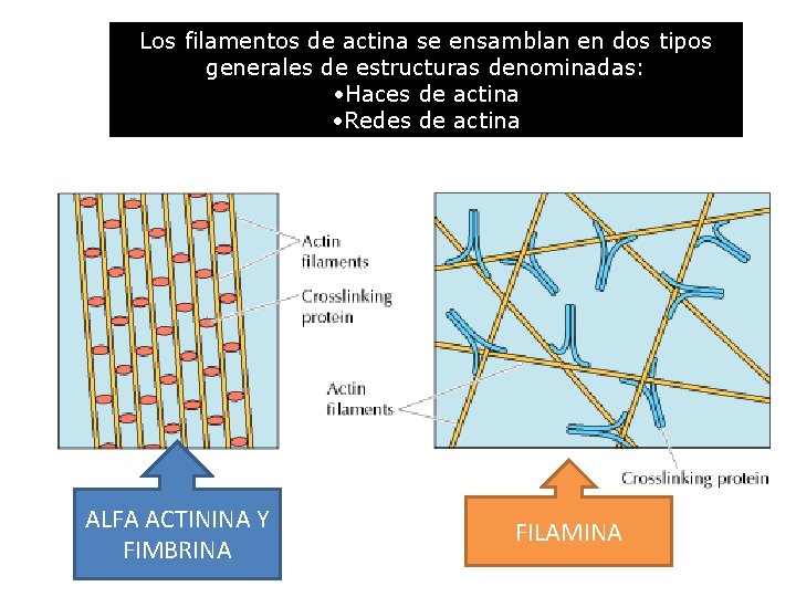 Los filamentos de actina se ensamblan en dos tipos generales de estructuras denominadas: •