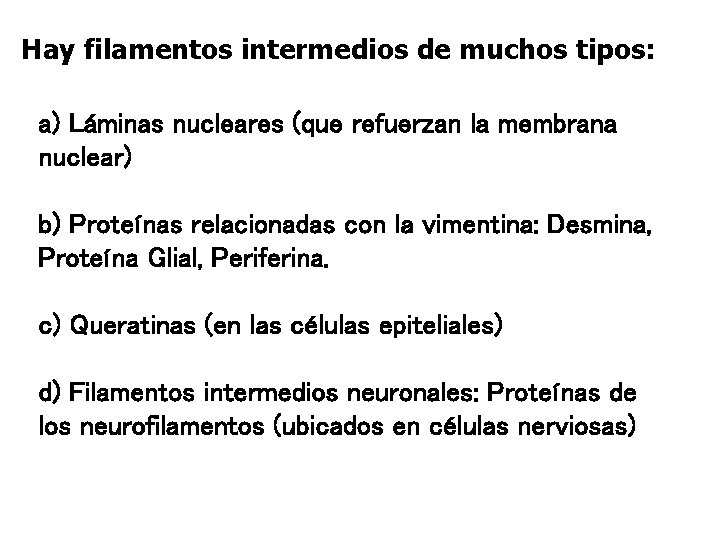 Hay filamentos intermedios de muchos tipos: a) Láminas nucleares (que refuerzan la membrana nuclear)