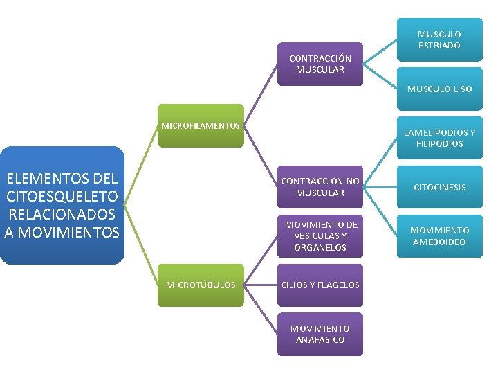 MUSCULO ESTRIADO CONTRACCIÓN MUSCULAR MUSCULO LISO MICROFILAMENTOS ELEMENTOS DEL CITOESQUELETO RELACIONADOS A MOVIMIENTOS MICROTÚBULOS