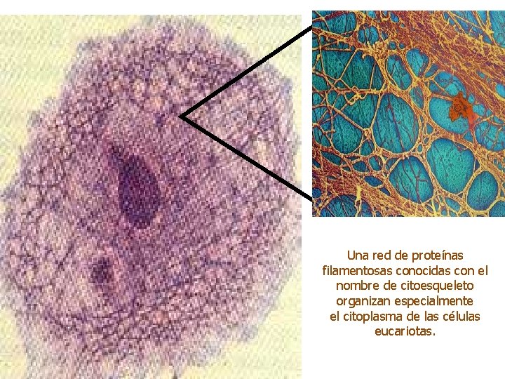 Una red de proteínas filamentosas conocidas con el nombre de citoesqueleto organizan especialmente el