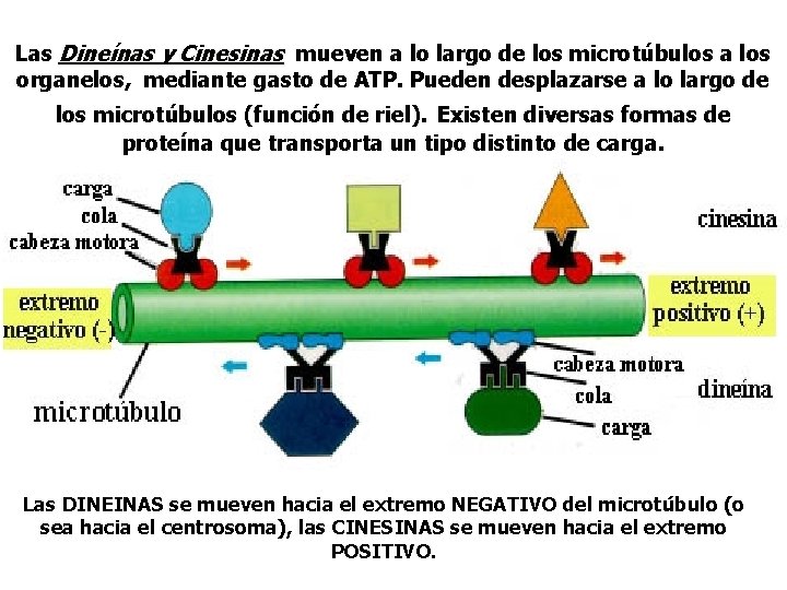 Las Dineínas y Cinesinas mueven a lo largo de los microtúbulos a los organelos,
