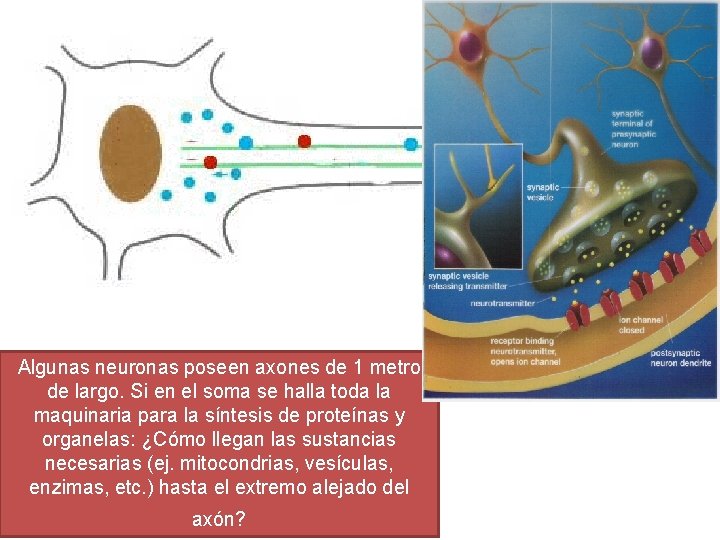 Algunas neuronas poseen axones de 1 metro de largo. Si en el soma se