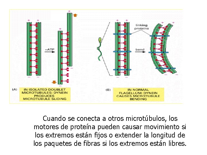 Cuando se conecta a otros microtúbulos, los motores de proteína pueden causar movimiento si