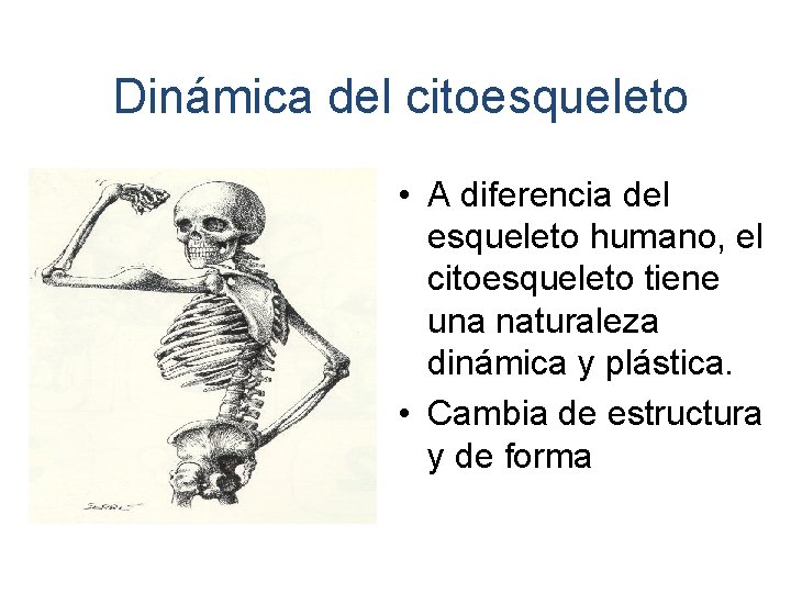 Dinámica del citoesqueleto • A diferencia del esqueleto humano, el citoesqueleto tiene una naturaleza