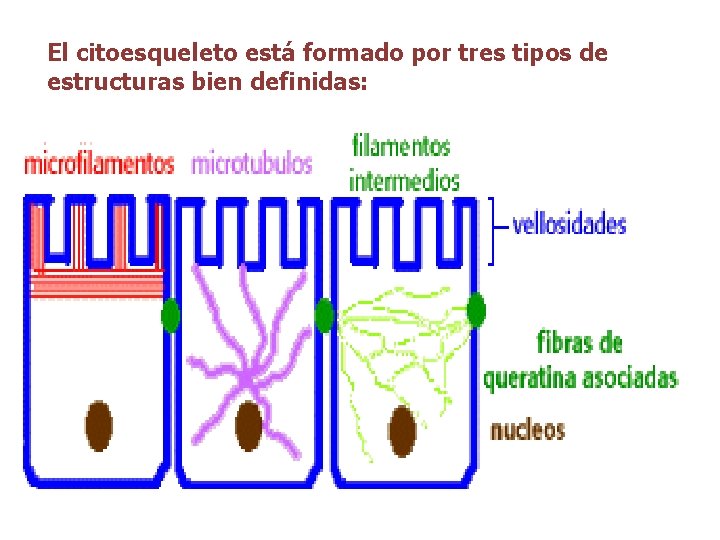 El citoesqueleto está formado por tres tipos de estructuras bien definidas: 