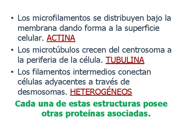  • Los microfilamentos se distribuyen bajo la membrana dando forma a la superficie