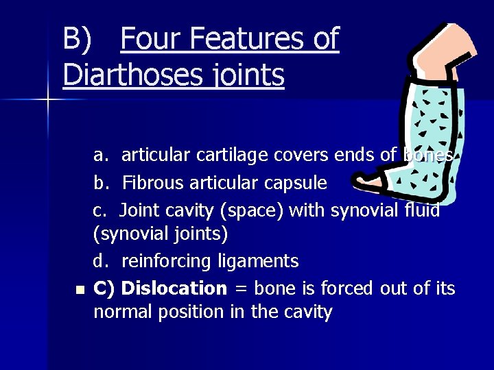 B) Four Features of Diarthoses joints n a. articular cartilage covers ends of bones