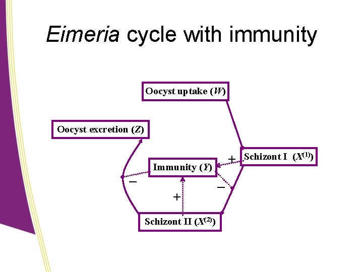Eimeria cycle with immunity Oocyst uptake (W) Oocyst excretion (Z) + Immunity (Y) –