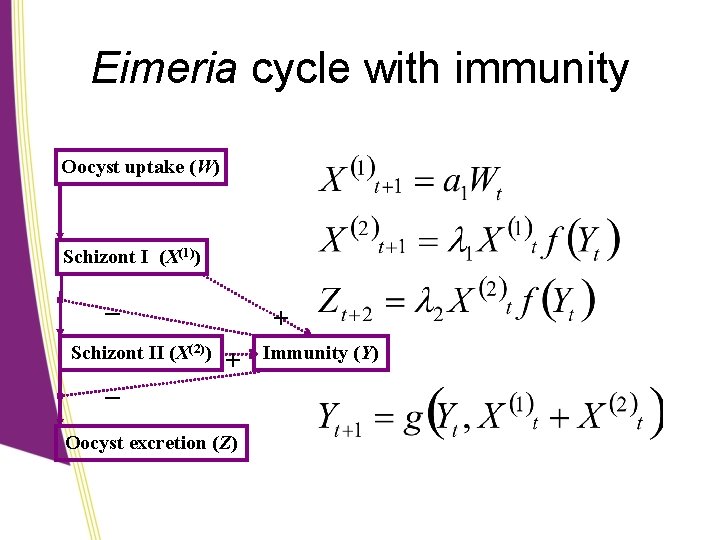 Eimeria cycle with immunity Oocyst uptake (W) Schizont I (X(1)) – Schizont II (X(2))