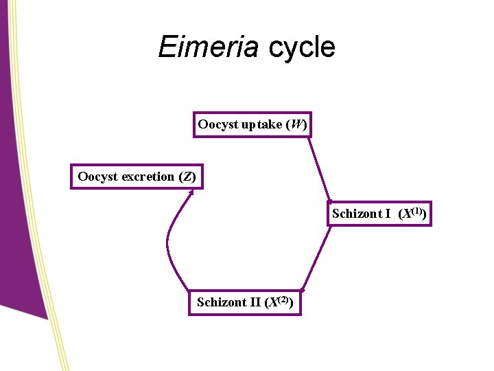 Eimeria cycle Oocyst uptake (W) Oocyst excretion (Z) Schizont I (X(1)) Schizont II (X(2))