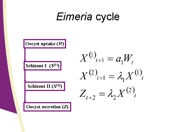 Eimeria cycle Oocyst uptake (W) Schizont I (X(1)) Schizont II (X(2)) Oocyst excretion (Z)