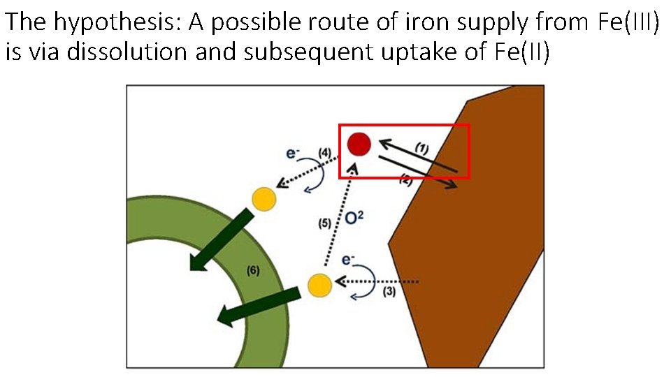The hypothesis: A possible route of iron supply from Fe(III) is via dissolution and