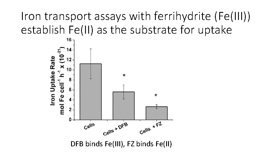 Iron transport assays with ferrihydrite (Fe(III)) establish Fe(II) as the substrate for uptake DFB