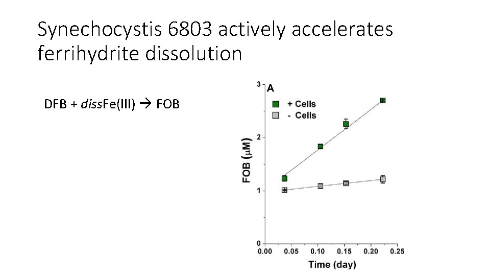 Synechocystis 6803 actively accelerates ferrihydrite dissolution DFB + diss. Fe(III) FOB 