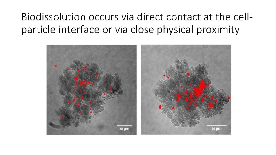 Biodissolution occurs via direct contact at the cellparticle interface or via close physical proximity