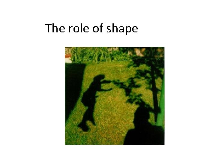 The role of shape 