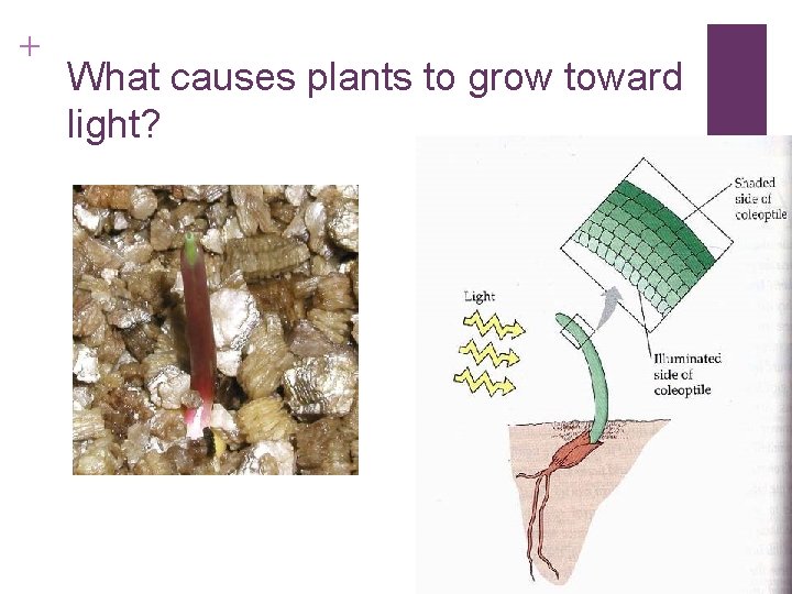 Pheromones n Chemicals released by animals to communicate