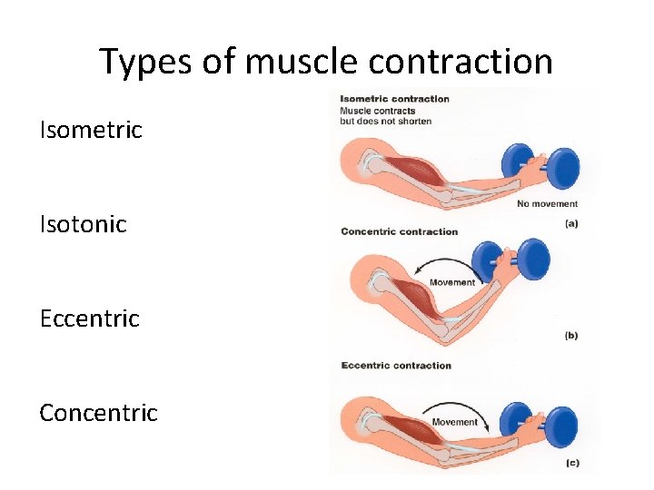 Types of muscle contraction Isometric Isotonic Eccentric Concentric 
