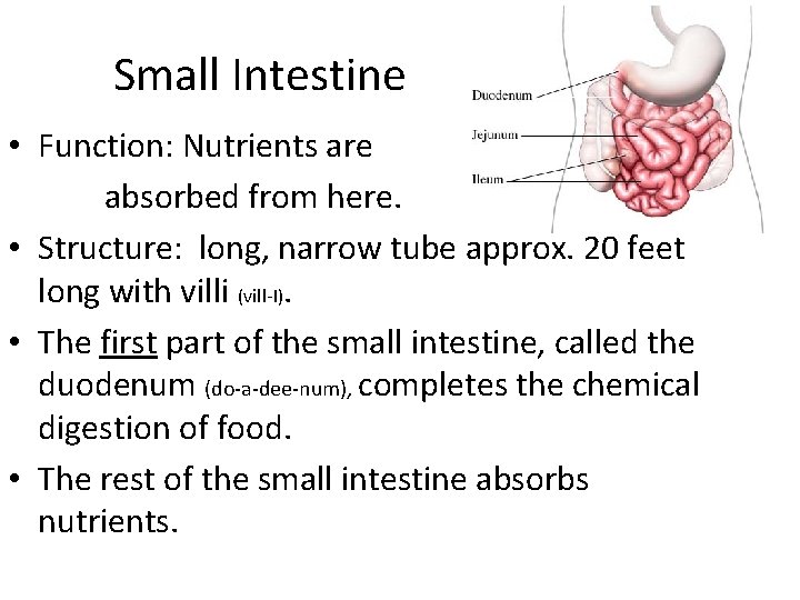 Small Intestine • Function: Nutrients are absorbed from here. • Structure: long, narrow tube