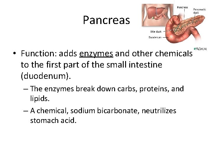 Pancreas • Function: adds enzymes and other chemicals to the first part of the