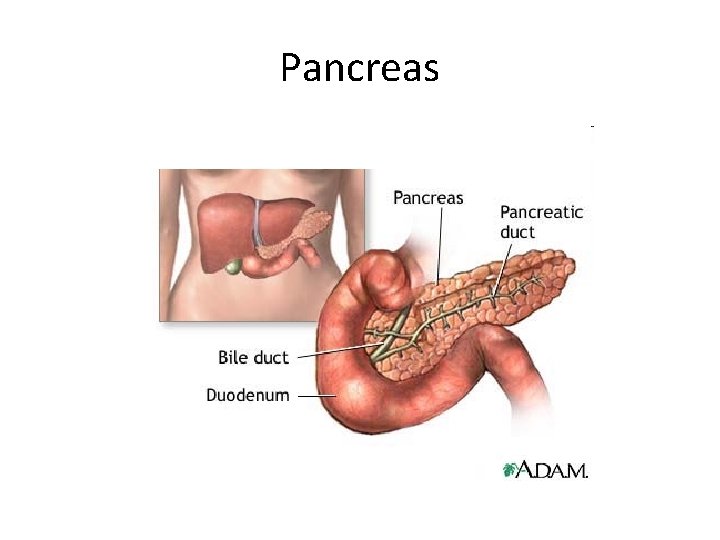 Pancreas 