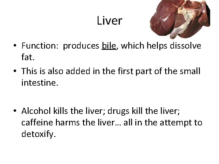 Liver • Function: produces bile, which helps dissolve fat. • This is also added