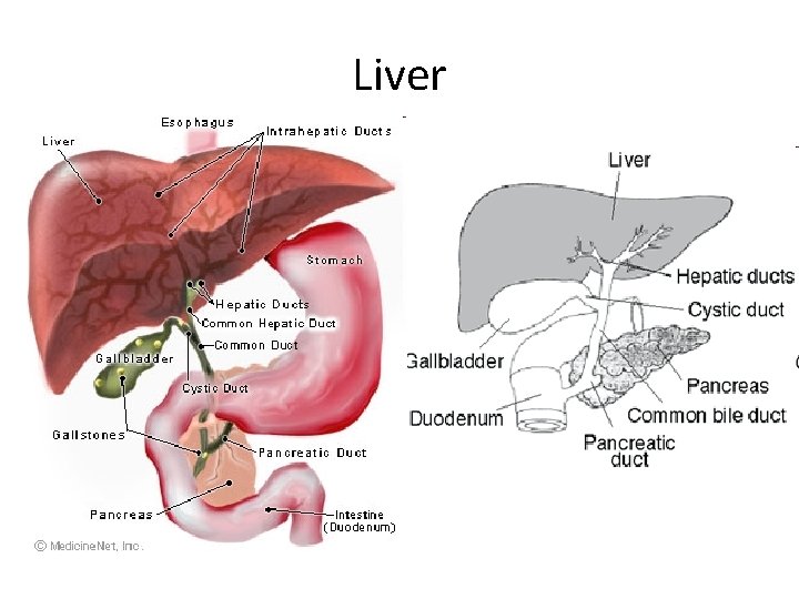 Liver 