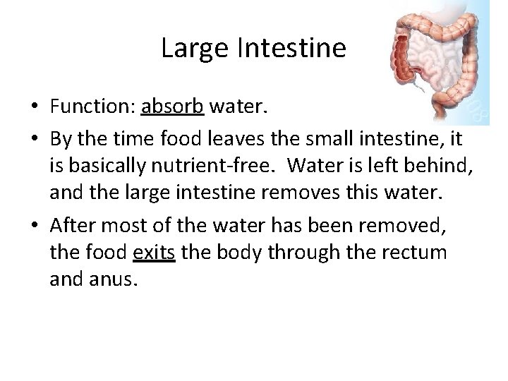 Large Intestine • Function: absorb water. • By the time food leaves the small