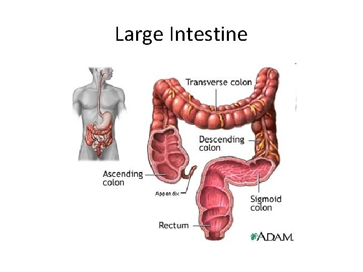 Large Intestine 