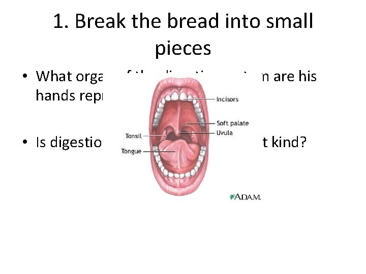 1. Break the bread into small pieces • What organ of the digestive system