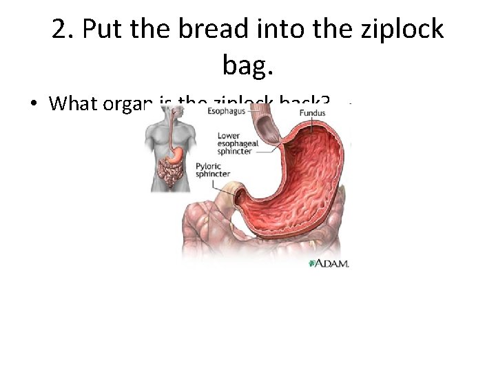 2. Put the bread into the ziplock bag. • What organ is the ziplock
