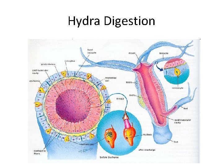 Hydra Digestion 