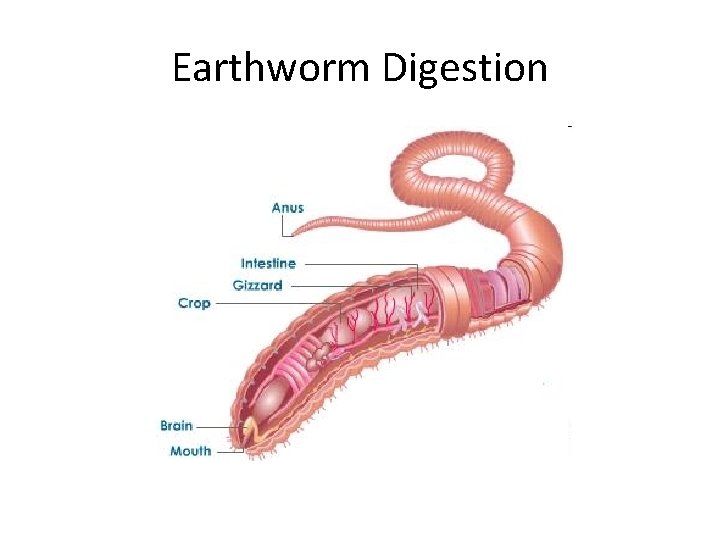 Earthworm Digestion 