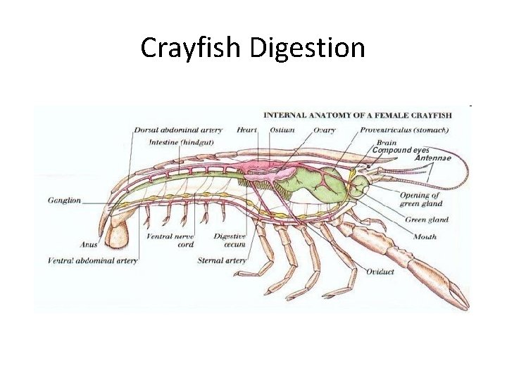 Crayfish Digestion 