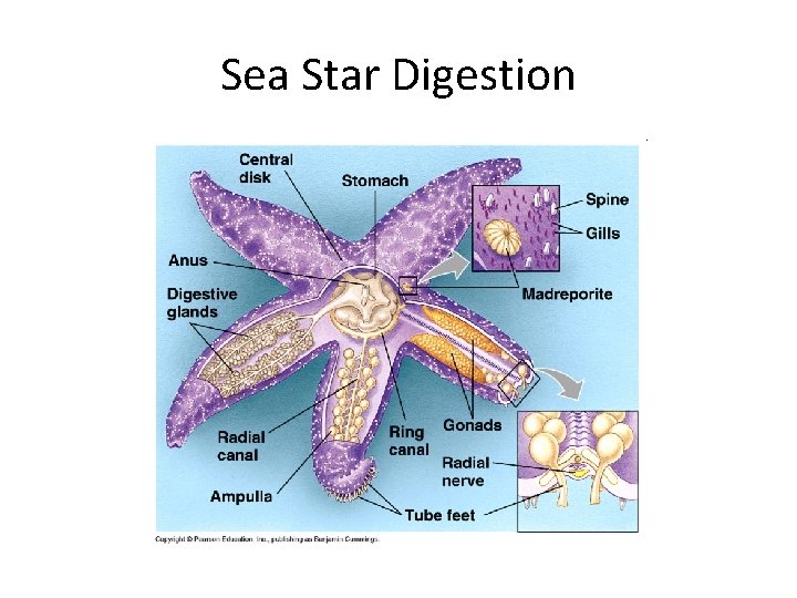 Sea Star Digestion 