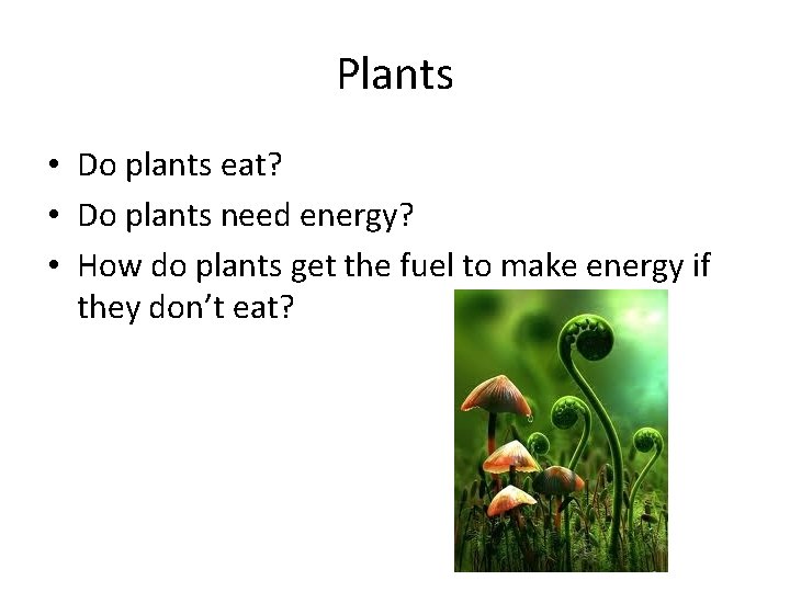 Plants • Do plants eat? • Do plants need energy? • How do plants