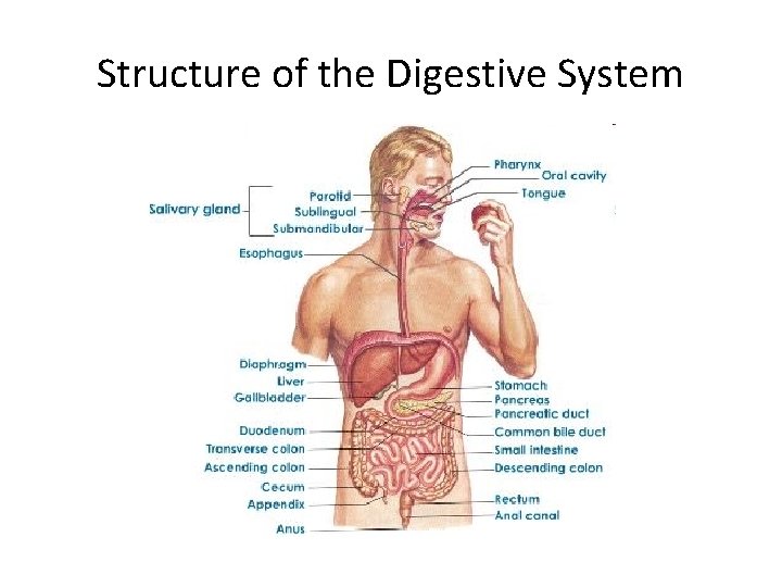 Structure of the Digestive System 