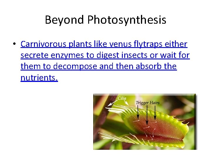 Beyond Photosynthesis • Carnivorous plants like venus flytraps either secrete enzymes to digest insects