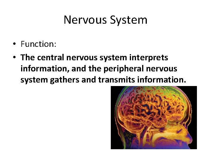Nervous System • Function: • The central nervous system interprets information, and the peripheral