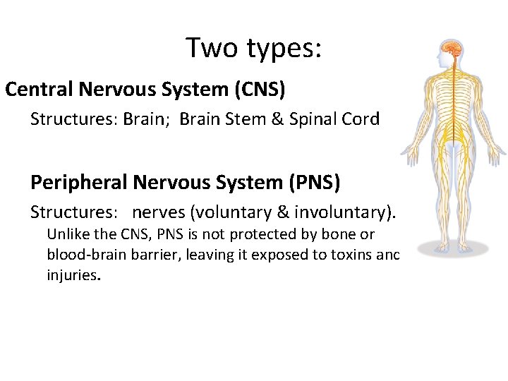 Two types: Central Nervous System (CNS) Structures: Brain; Brain Stem & Spinal Cord Peripheral