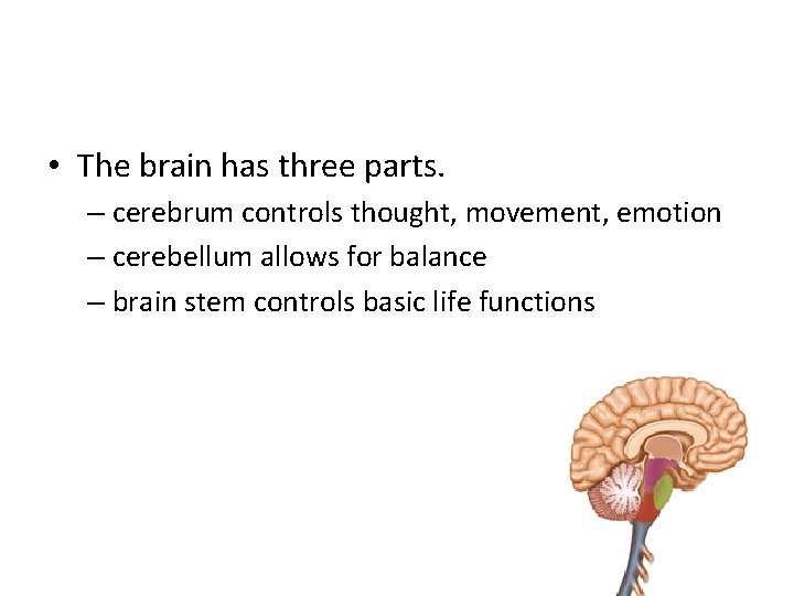  • The brain has three parts. – cerebrum controls thought, movement, emotion –
