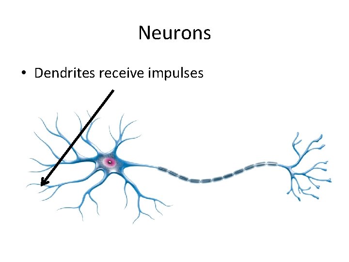 Neurons • Dendrites receive impulses 