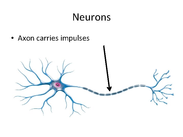 Neurons • Axon carries impulses 