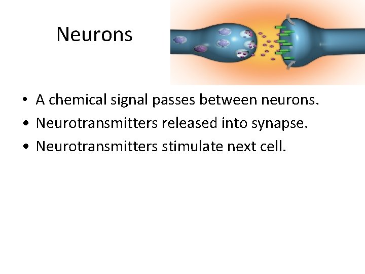 Neurons • A chemical signal passes between neurons. • Neurotransmitters released into synapse. •