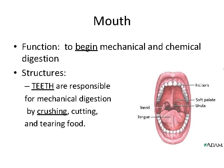 Mouth • Function: to begin mechanical and chemical digestion • Structures: – TEETH are