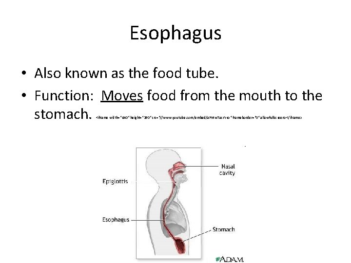 Esophagus • Also known as the food tube. • Function: Moves food from the