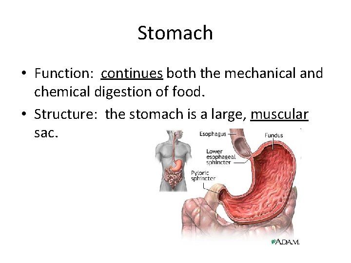 Stomach • Function: continues both the mechanical and chemical digestion of food. • Structure: